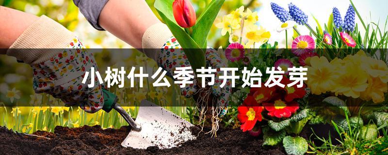 小树什么季节开始发芽