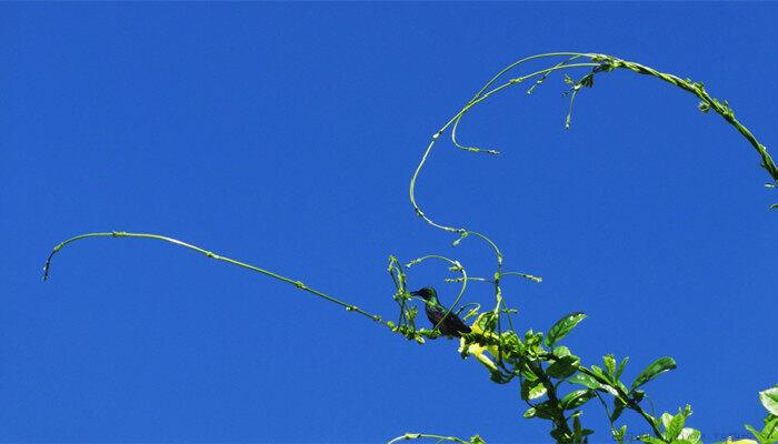 草甘膦加尿素除草效果如何