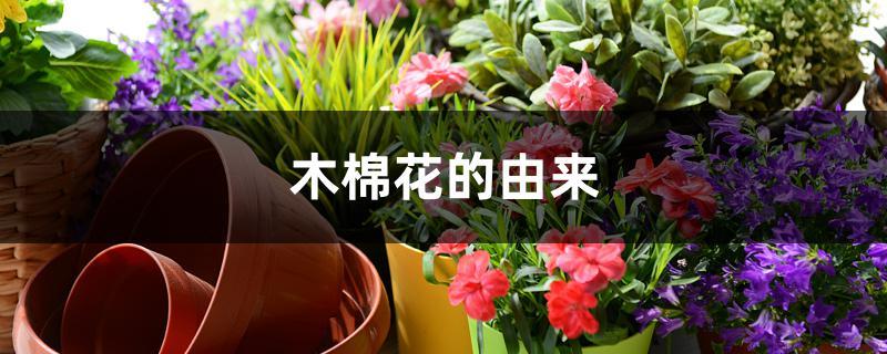 木棉花的由来