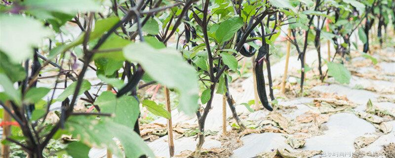 茄子种植管理剪枝剪叶提高产量