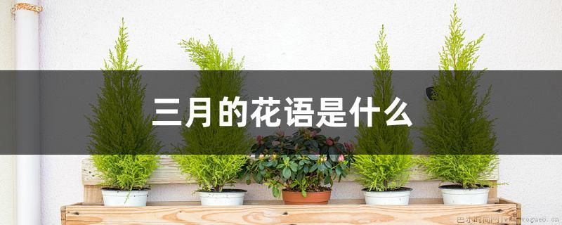 三月的花语是什么