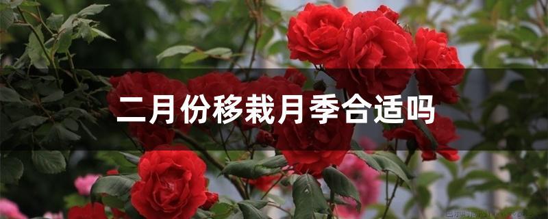 二月份移栽月季合适吗