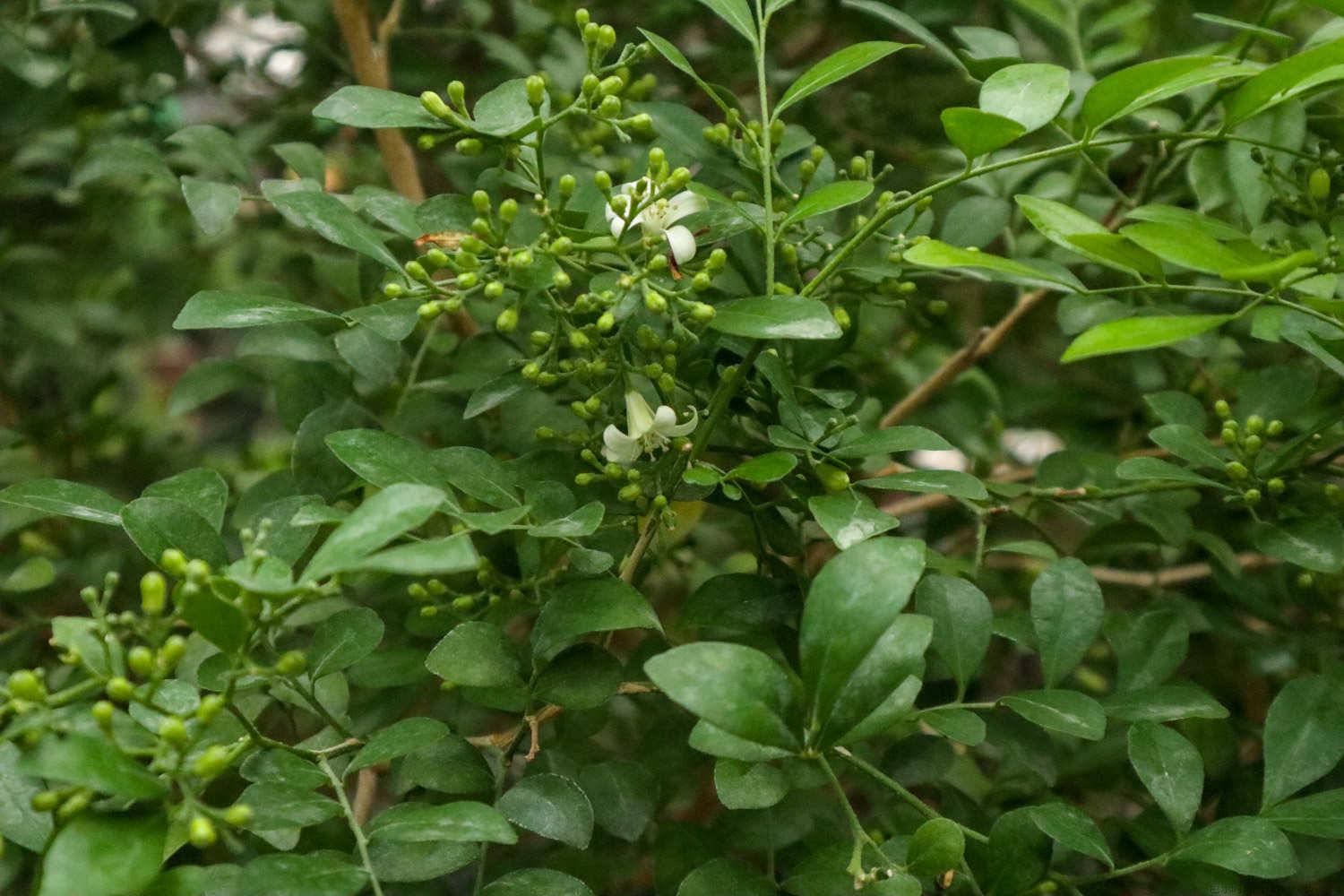 九里香不开花是什么原因