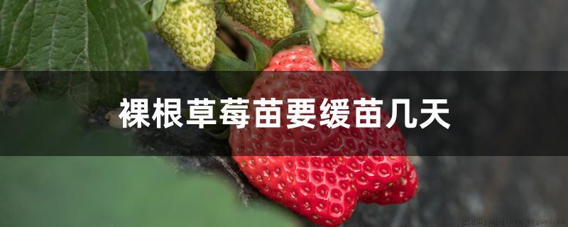 裸根草莓苗要缓苗几天