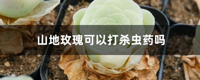 山地玫瑰可以打杀虫药吗