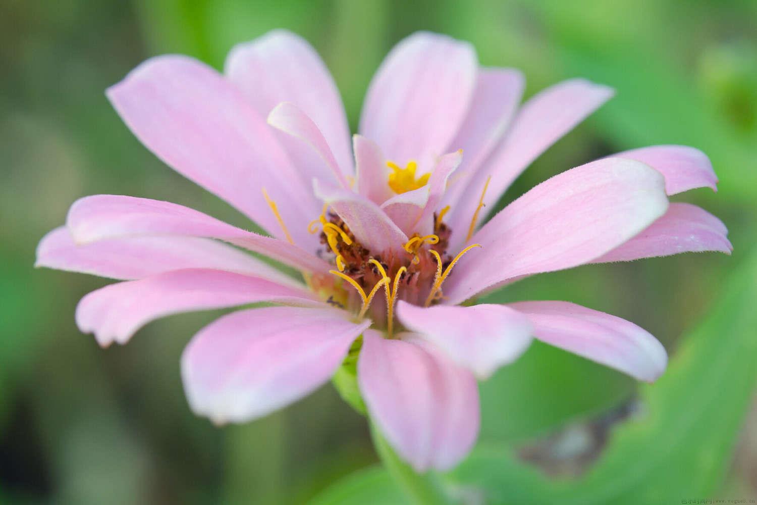 紫菀花的花语是什么