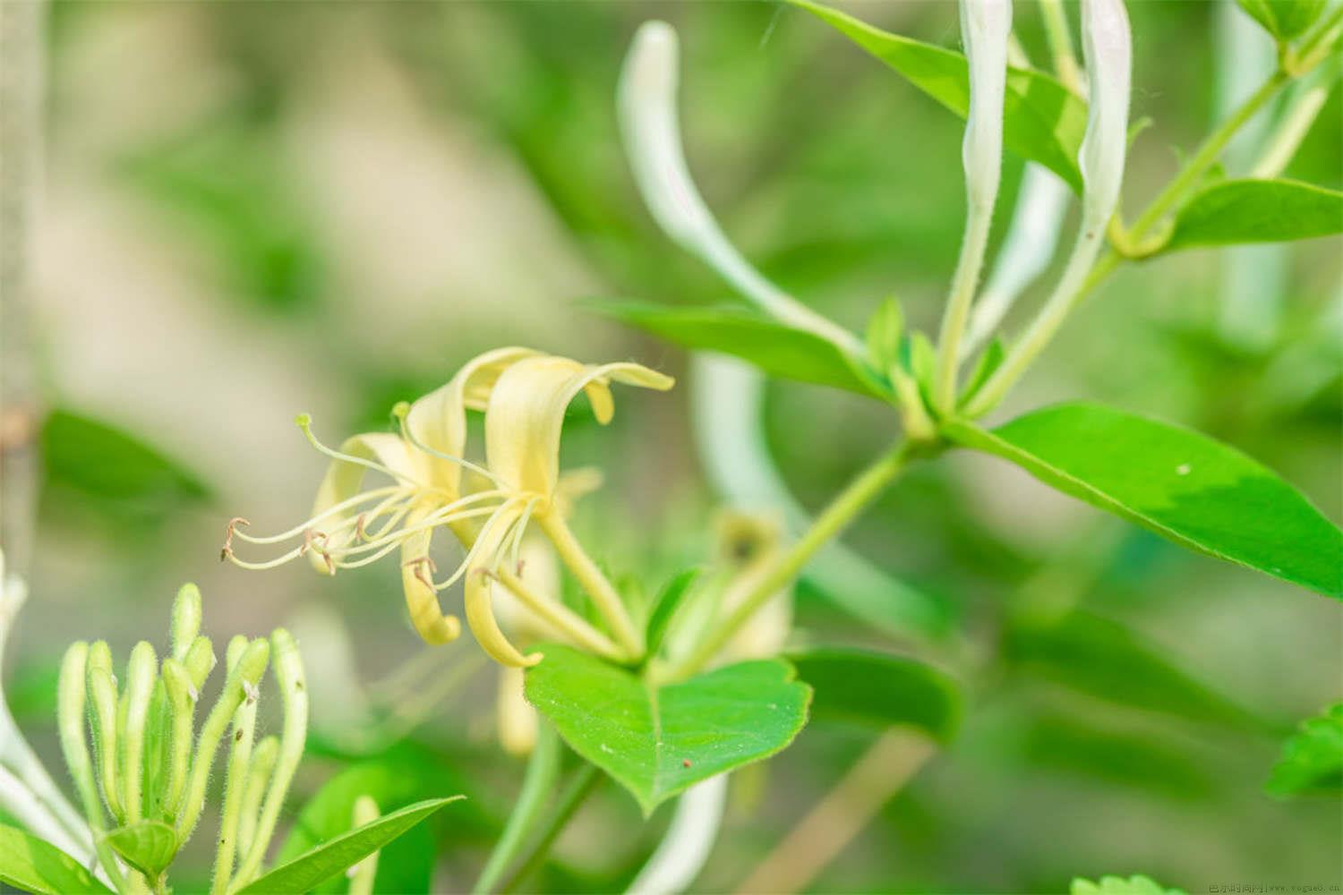 金银花如何过冬