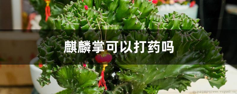 麒麟掌可以打药吗