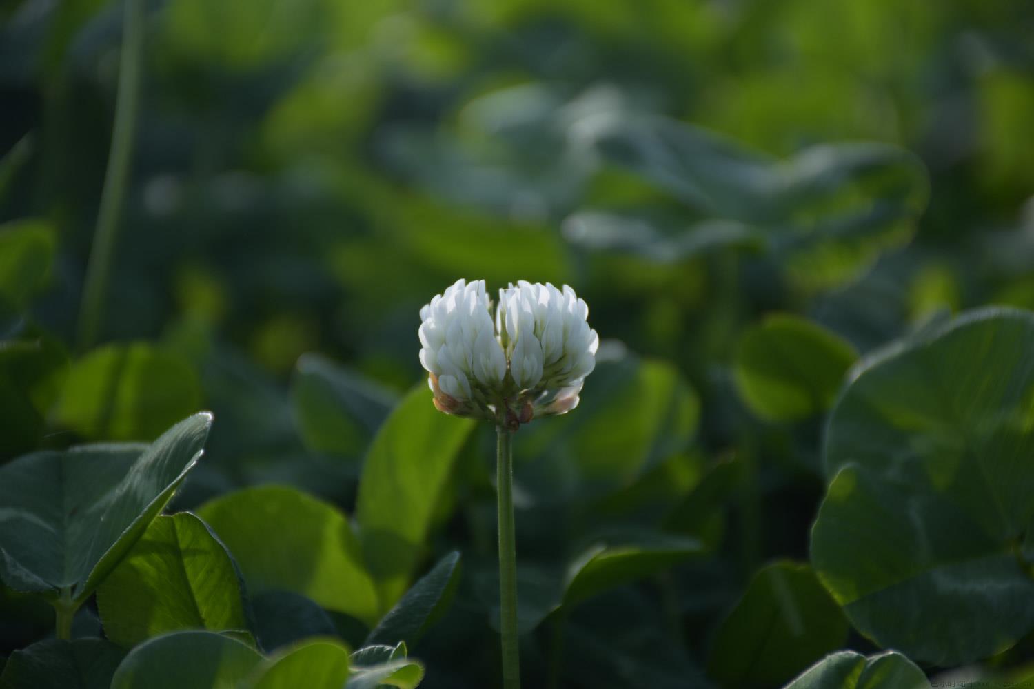 水晶萝卜是什么植物，可以生吃吗