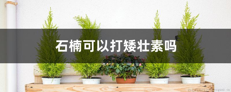 石楠可以打矮壮素吗