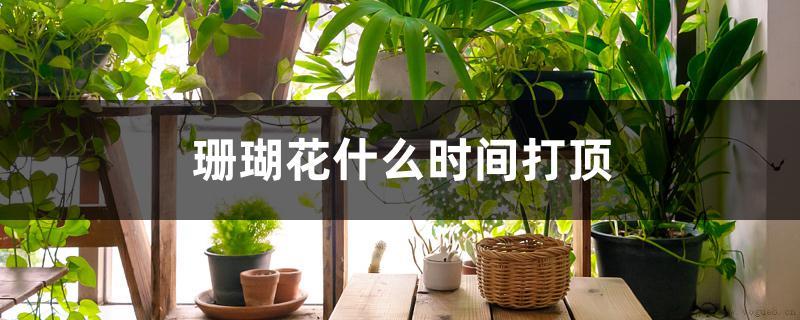 珊瑚花什么时间打顶