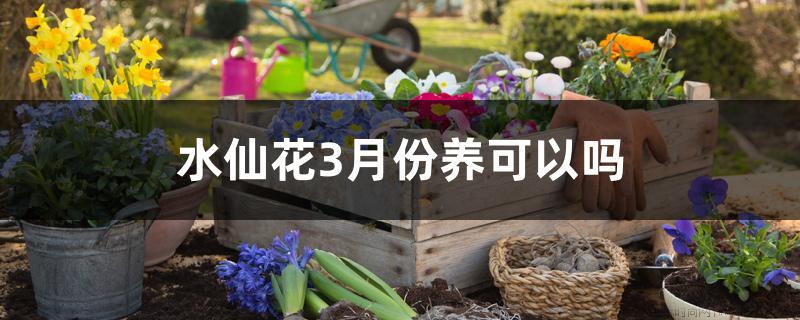 水仙花3月份养可以吗