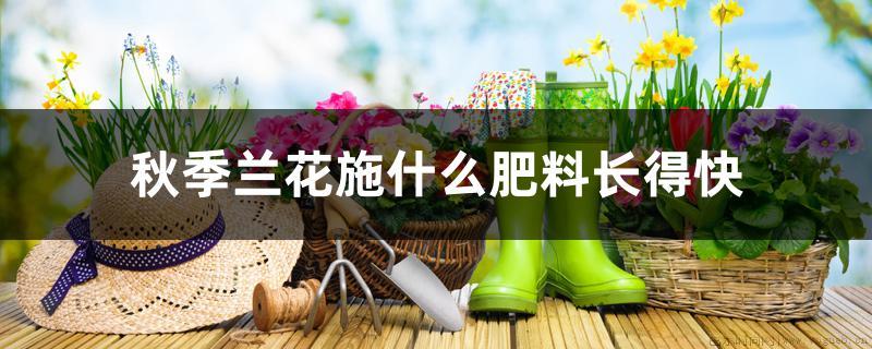 秋季兰花施什么肥料长得快