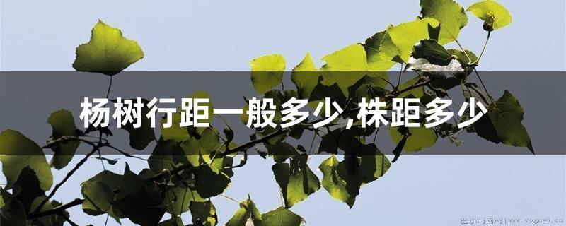 杨树行距一般多少,株距多少