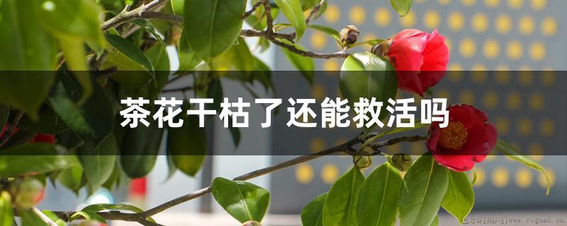 茶花干枯了还能救活吗