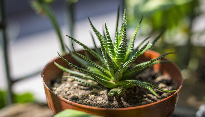 哪些植物可以吸收甲醛等有害物质