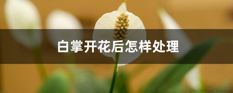 怎样处理开花后的白掌