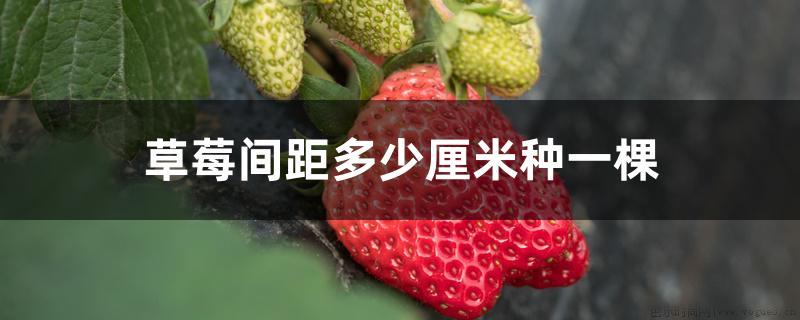 草莓间距多少厘米种一棵