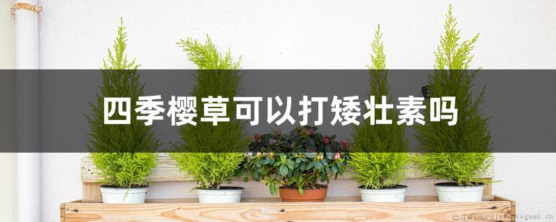 四季樱草可以打矮壮素吗