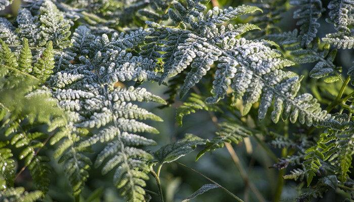 蕨类植物怎么养