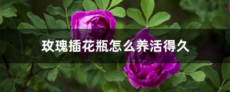 玫瑰插花瓶怎么养活得久