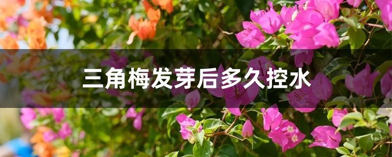 三角梅发芽后多久控水