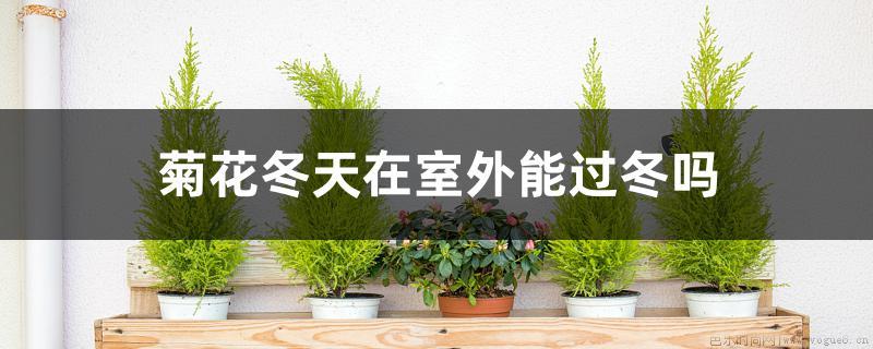 菊花冬天在室外能过冬吗