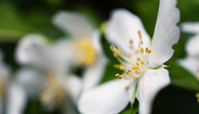 茉莉花浇水的正确方法