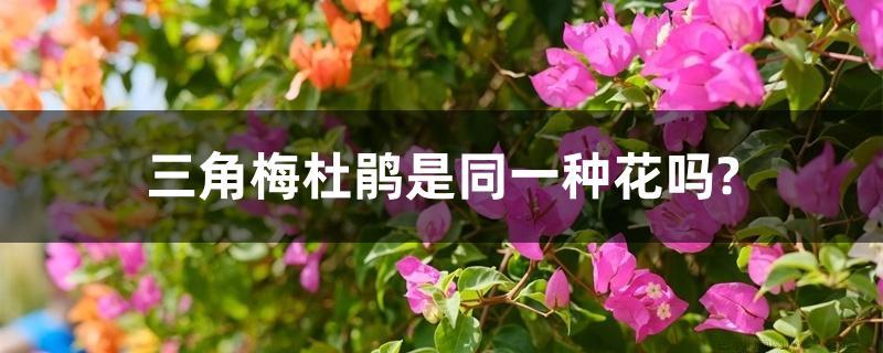 三角梅杜鹃是同一种花吗