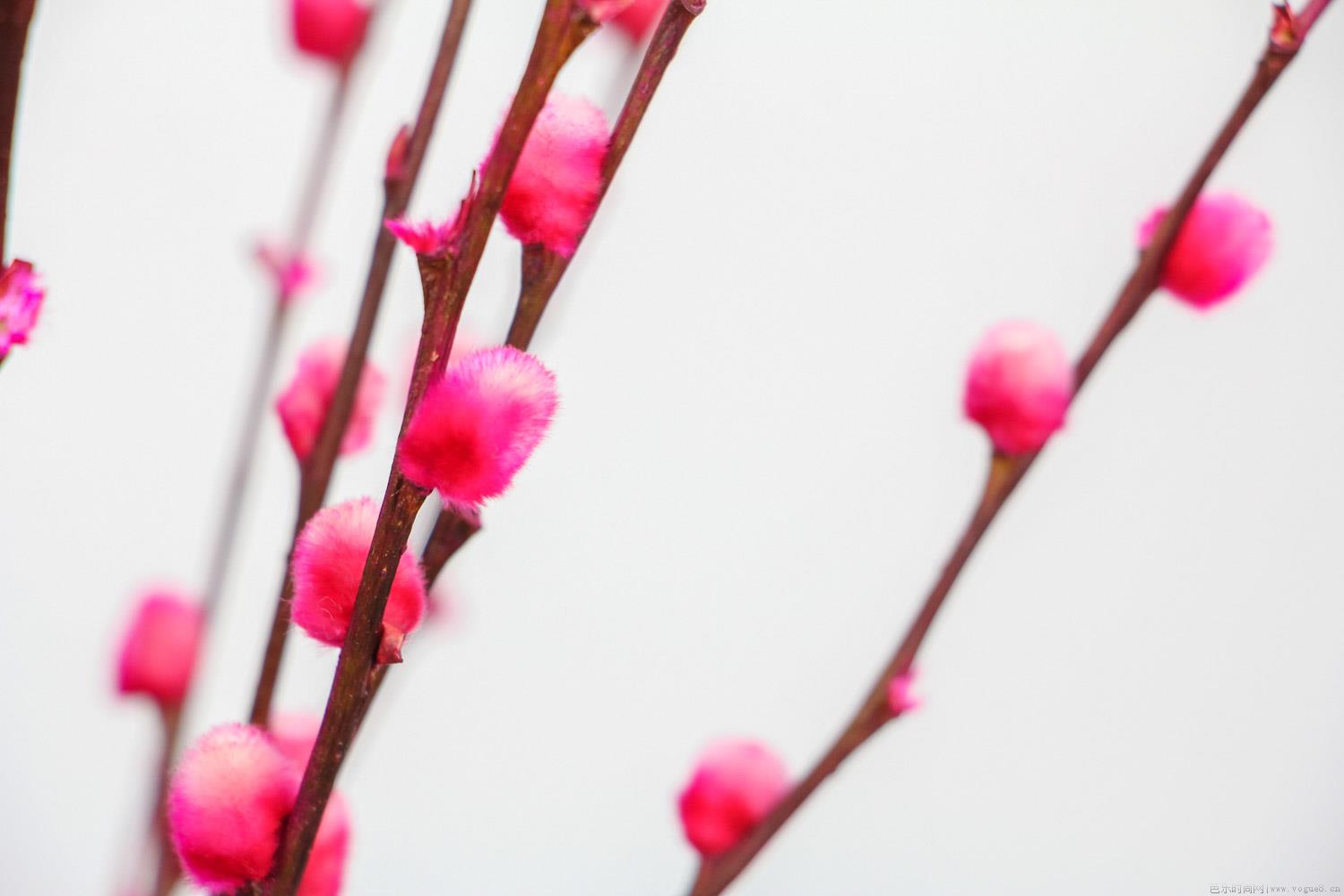 银柳的花语和寓意，基本介绍