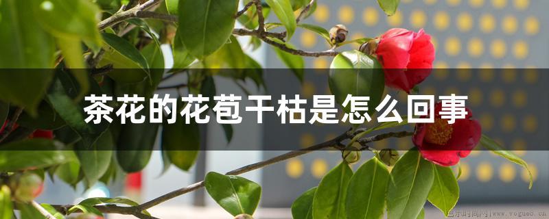 茶花的花苞干枯是什么原因