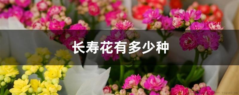 长寿花有多少种