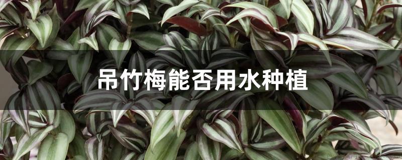 吊竹梅能否用水种植