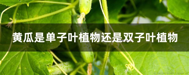 黄瓜是单子叶植物还是双子叶植物