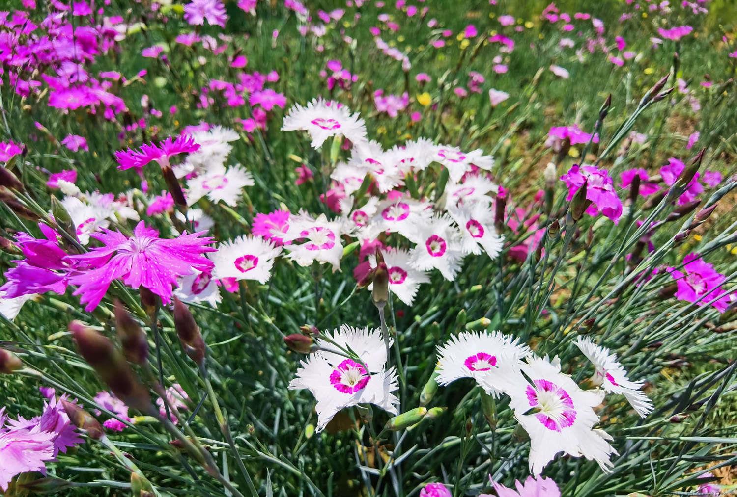 石竹花开完花后怎么办