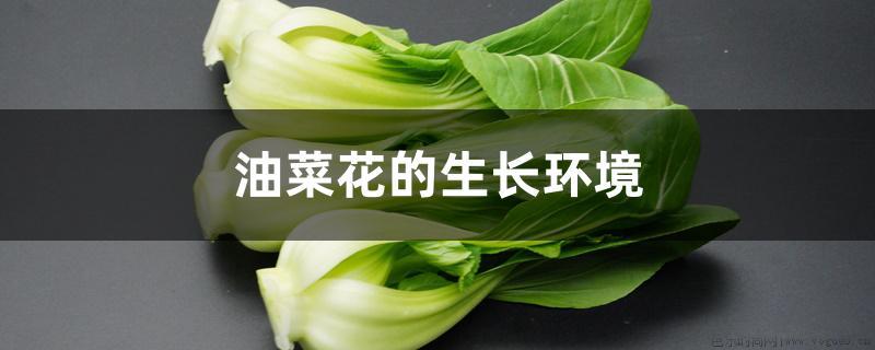 油菜花的生长环境