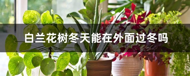 白兰花树冬天能在外面过冬吗