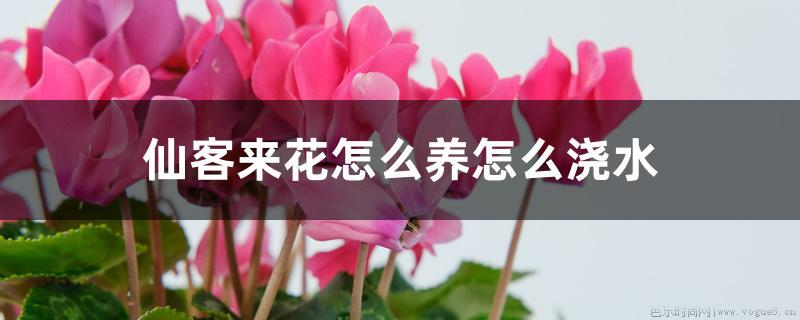 仙客来花怎么养怎么浇水