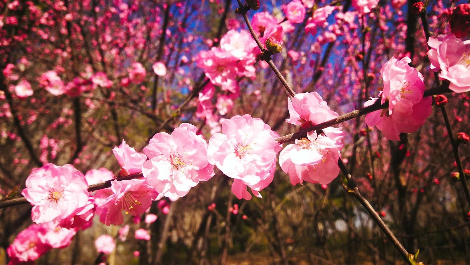 榆叶梅的花语和象征，怎么养护