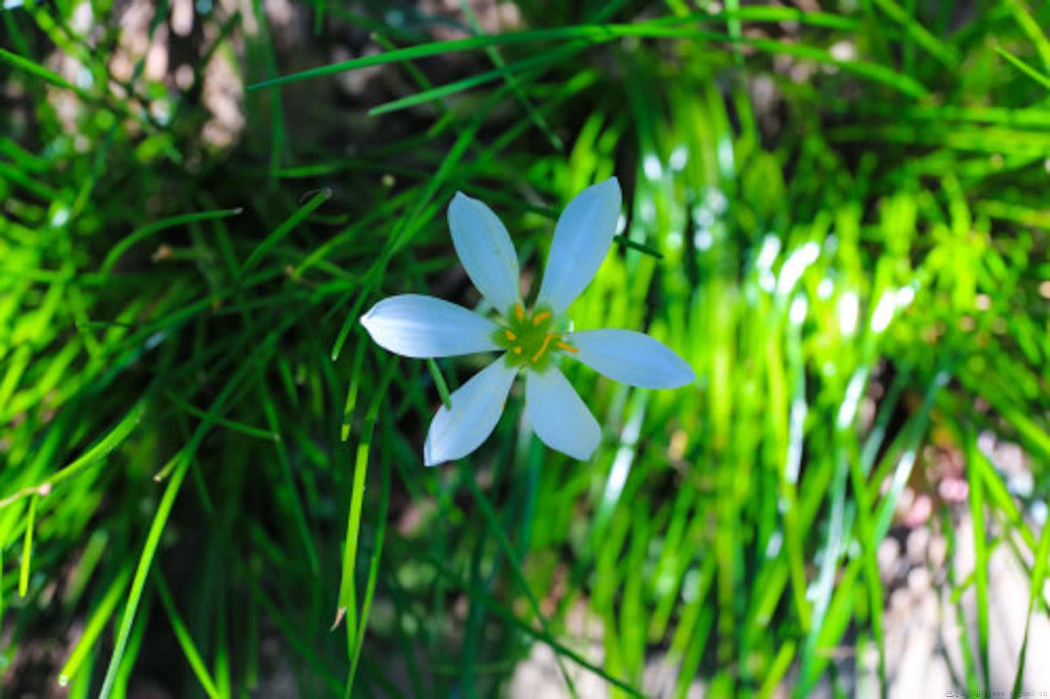 葱莲开花后怎么养殖