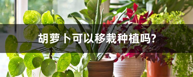 胡萝卜可以移栽种植吗