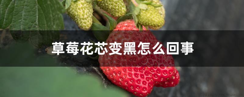 草莓花芯变黑怎么回事