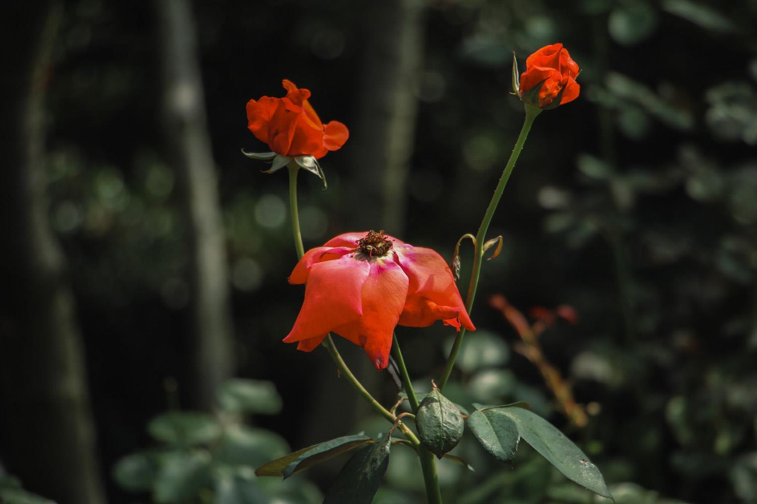 夏天如何在阳台上养护月季花