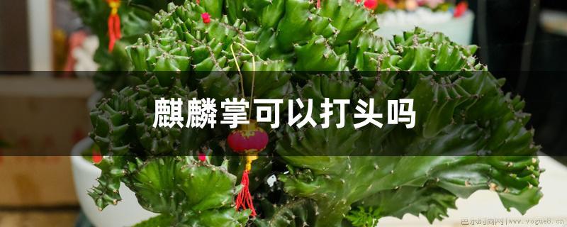 麒麟掌可以打头吗