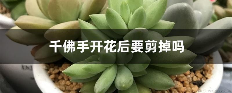 千佛手开花后要剪掉吗