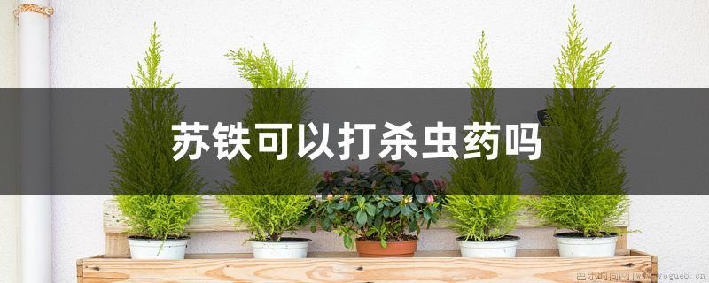 苏铁可以打杀虫药吗