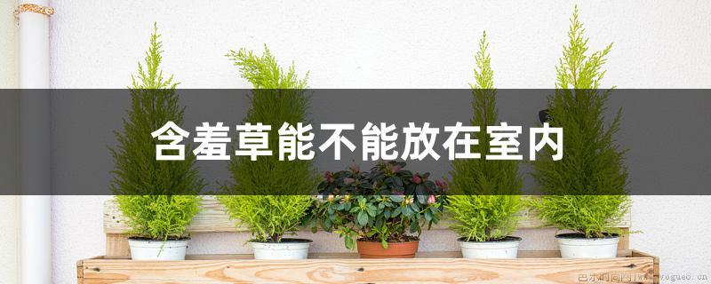 含羞草能不能放在室内