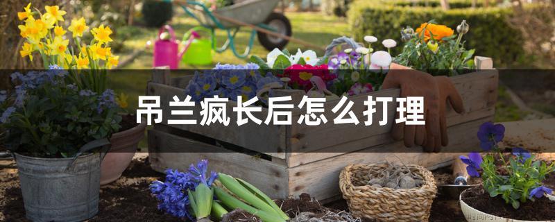 吊兰疯长后怎么打理