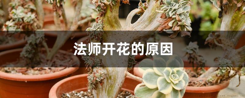 法师开花的原因