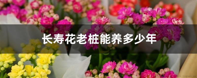 长寿花老桩能养多少年